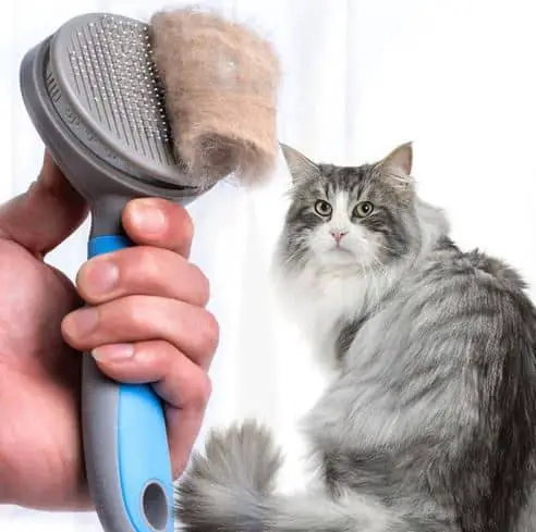 Gadgets on AliExpress - Massage cat brush